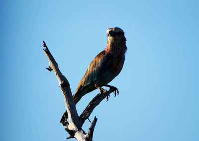 Low angle view of bird perching on branch against blue sky