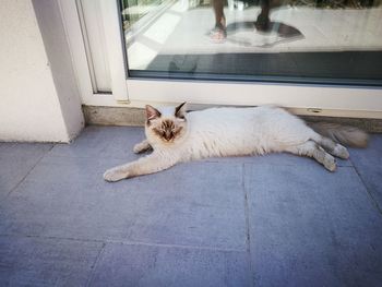 High angle view of cat resting on tiled floor