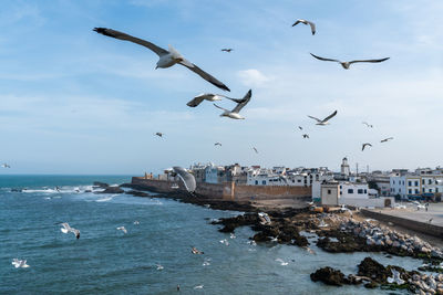 Seagulls flying over sea against sky