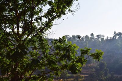 Low angle view of trees against sky