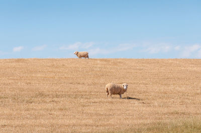 Sheep on field against blue sky