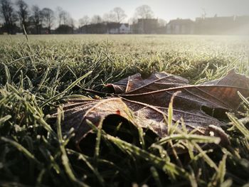 Close-up of grass on field