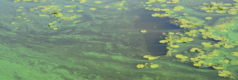 High angle view of flowering plants in lake