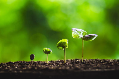 Close-up of fresh saplings growing in soil