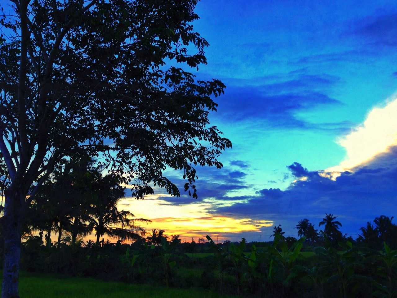 tree, sky, tranquility, tranquil scene, beauty in nature, sunset, scenics, silhouette, nature, field, landscape, cloud - sky, blue, growth, idyllic, cloud, outdoors, no people, sunlight, non-urban scene