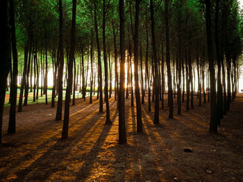 Trees growing in forest sunlight