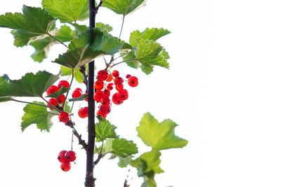 Close-up of red berries growing on plant against white background