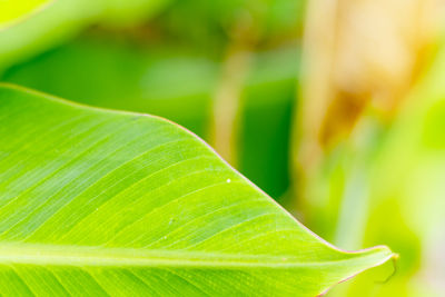 Close-up of fresh green leaves