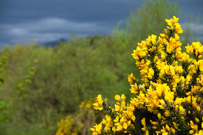 Close-up of fresh yellow flowers blooming in field against sky