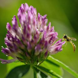 Close-up of insect on purple flower