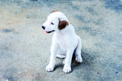 High angle view of dog looking away