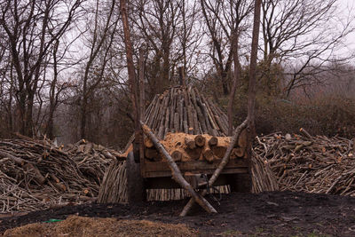 Firewood on cart against bare trees at forest