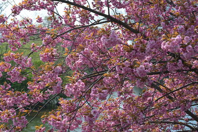Low angle view of pink flower tree against sky