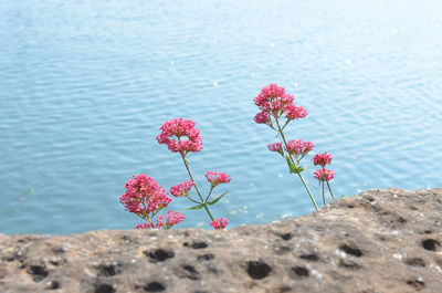 Close-up of pink flowers growing in water