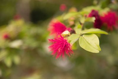 Close-up of pink flowering plant leaves