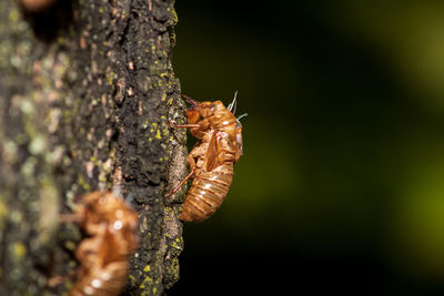 Close-up of butterfly on tree trunk