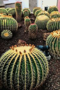 Cactus growing on field