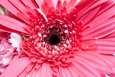 Close-up of pink daisy flower