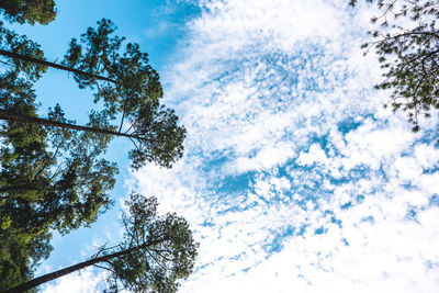 Low angle view of trees against cloudy sky