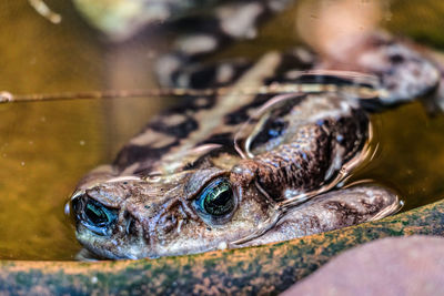 Close-up of frog in water