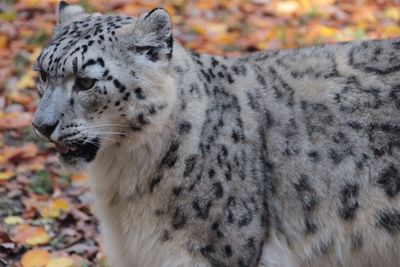 Close-up of a cat looking away