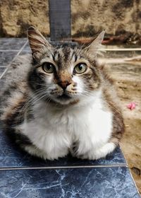 Portrait of cat sitting on tiled floor