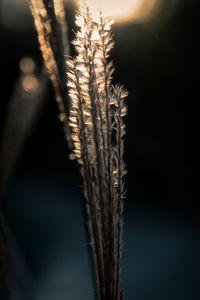 Close-up of stalks against blurred background
