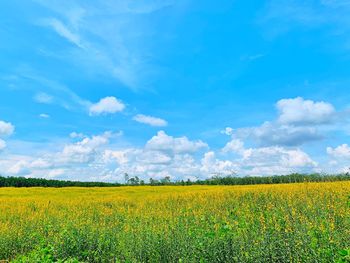 Scenic view of oilseed rape field against sky