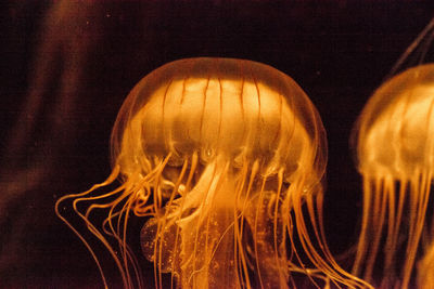 Close-up of jellyfish underwater