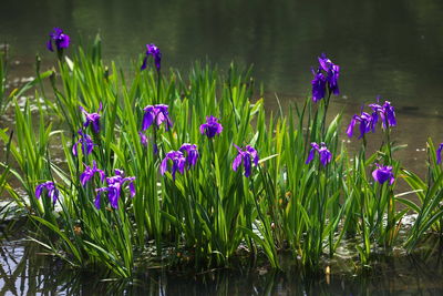 Close-up of purple flowers