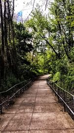 Footbridge in forest