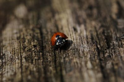 View of ladybug on soil