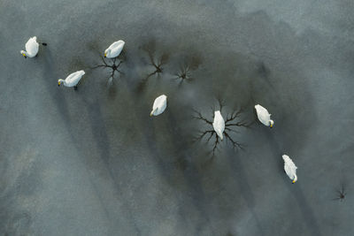 High angle view of white rose floating on water