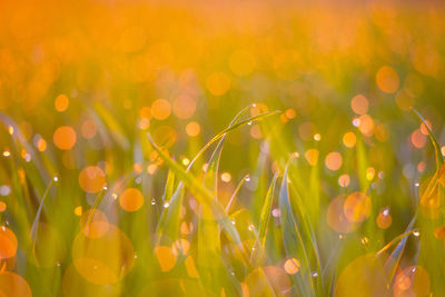 Beautiful fresh spring grass growing in the meadow during sunrise.