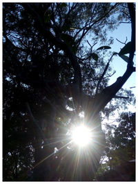 Low angle view of trees against bright sun