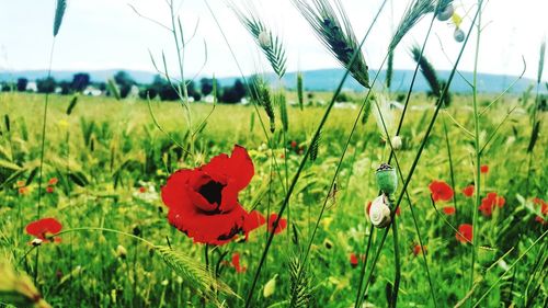 Close-up of poppy flowers growing in field