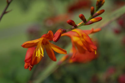 Close-up of red flowering plant