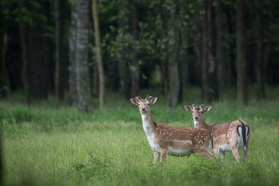 Portrait of deer standing on grassy land in forest