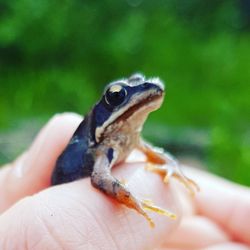 Close-up of hand holding lizard