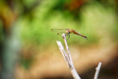 Close-up of insect on plant