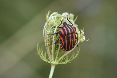 Close-up of insect on flower