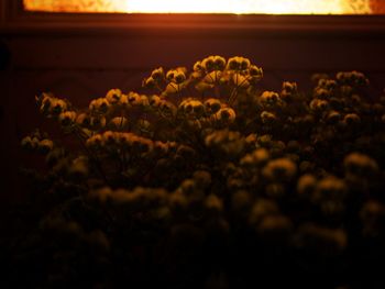 Close-up of plants at sunset
