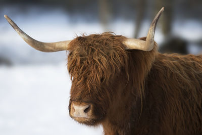 Close-up of highland cow against sky