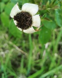 Close-up of honey bee on plant