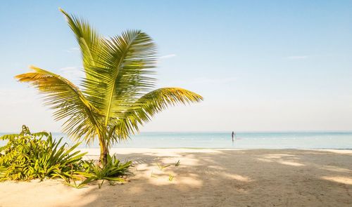 Palm trees on beach against sky