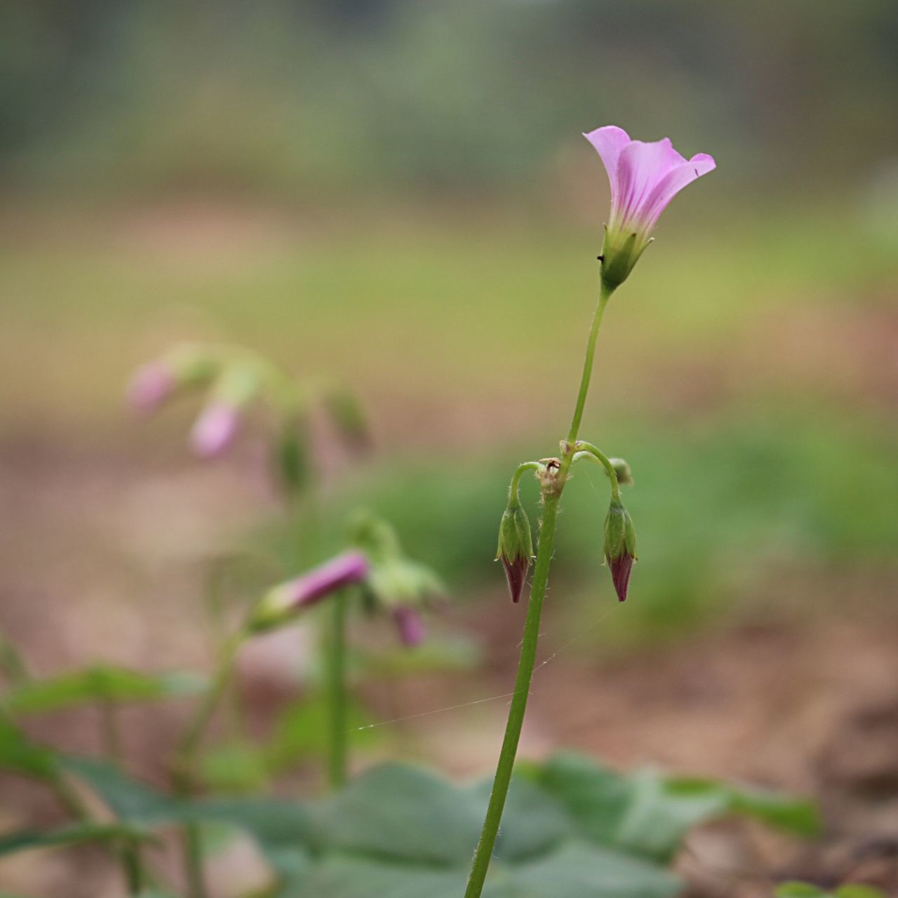 La Chiến