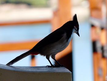 Close-up of bird perching on wall