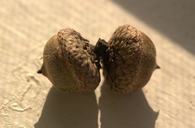 Close up of small acorns 