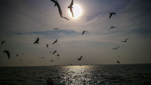 Flock of birds flying over sea