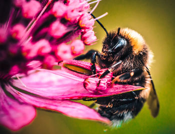 Close-up of bee pollinating on flower